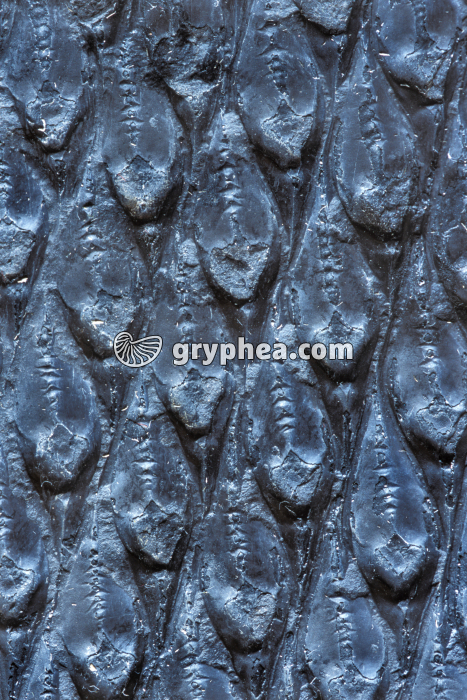 Ecailles de Lepidodendron (détail du tronc) - gryphea.org